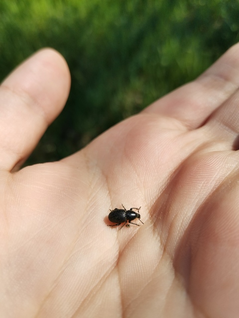 Psallidium maxillosum - fekete barkó