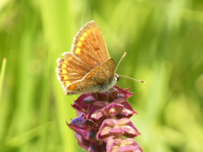Aricia agestis - szerecsenboglárka