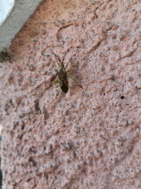 Gonocerus juniperi - boróka-karimáspoloska