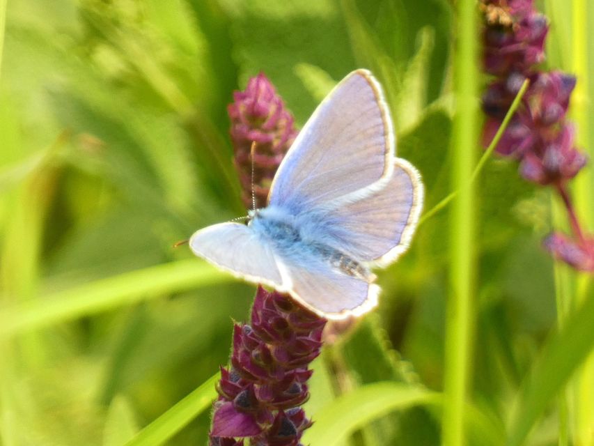 Polyommatus icarus - közönséges boglárka