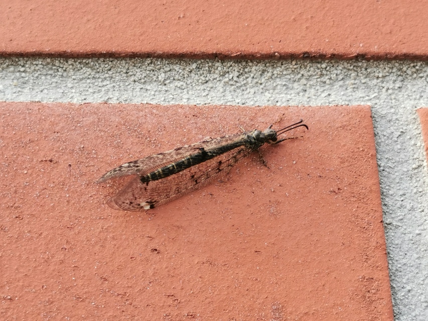Distoleon tetragrammicus - négyfoltos hangyaleső