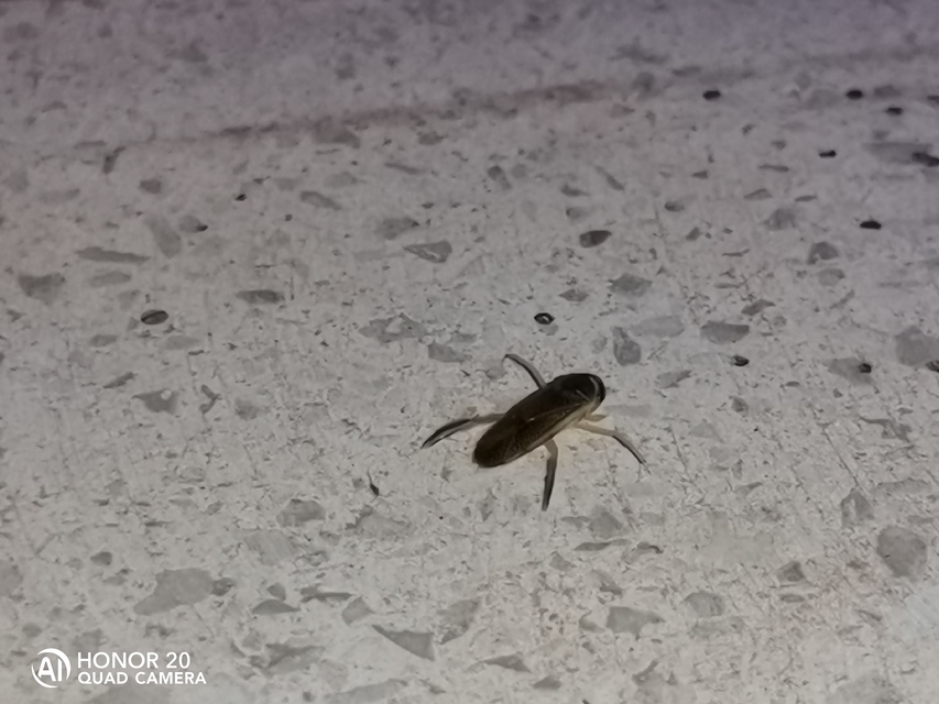 Corixidae - búvárpoloskák Corixidae - búvárpoloskák