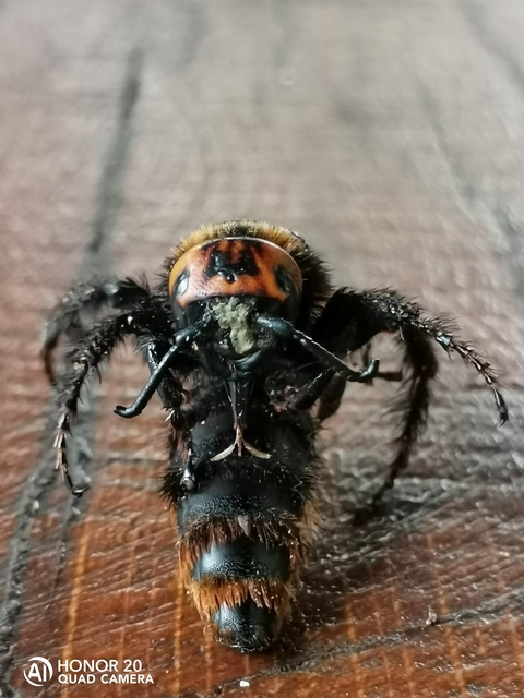 Megascolia maculata - óriás-tőrösdarázs