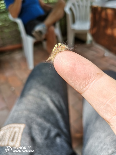 Orgyia antiqua - rozsdabarna kisszövő
