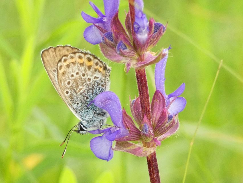 Plebejus argus - ezüstös boglárka