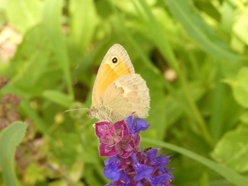 Coenonympha pamphilus - kis szénalepke