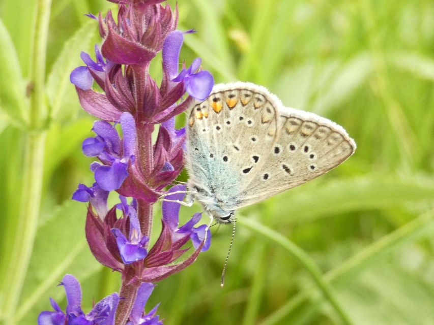 Polyommatus icarus - közönséges boglárka