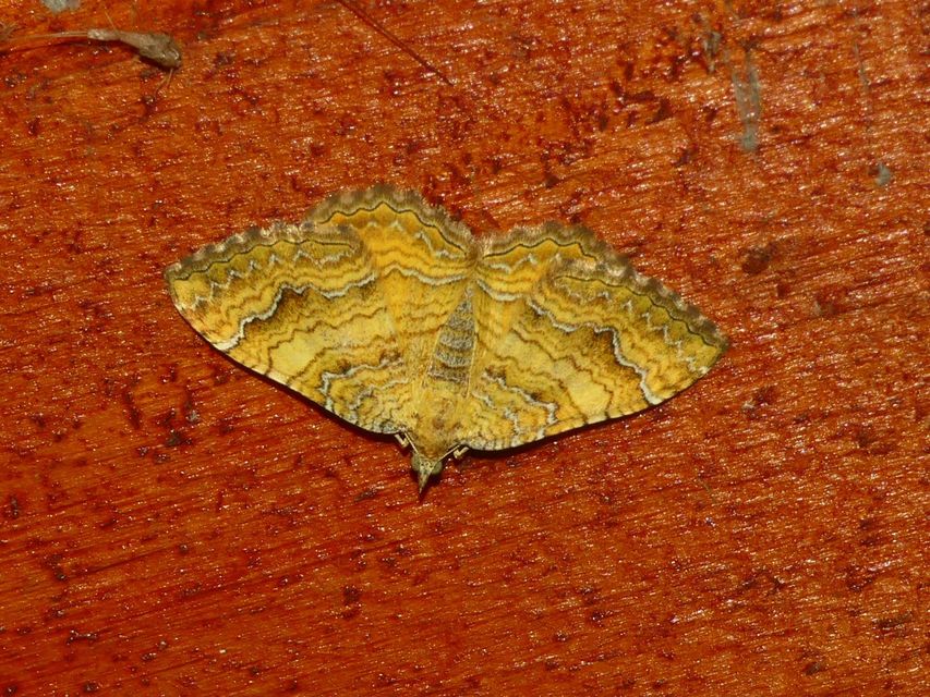Camptogramma bilineata - kétvonalas sávosaraszoló