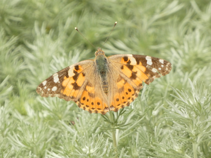 Vanessa cardui - bogáncslepke