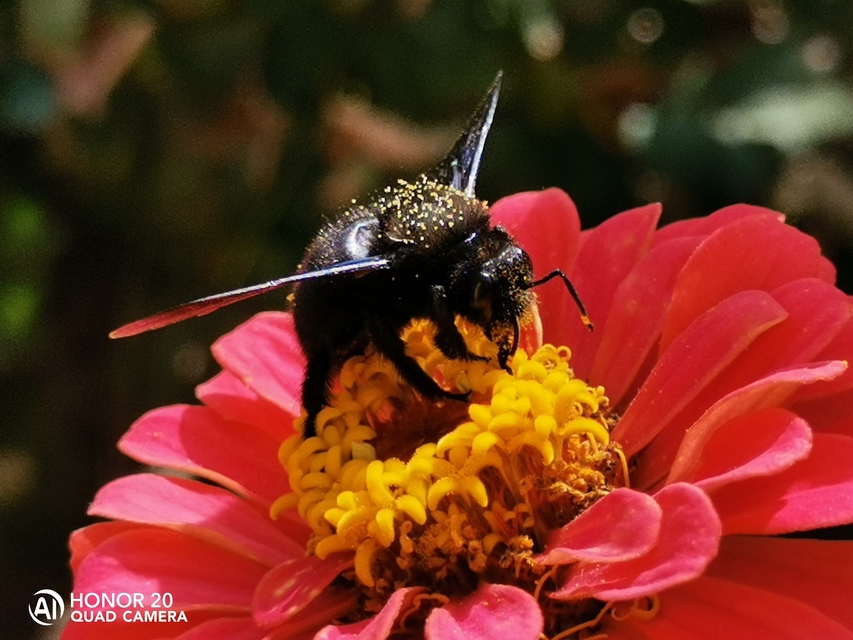 Xylocopa violacea - kék fadongó
