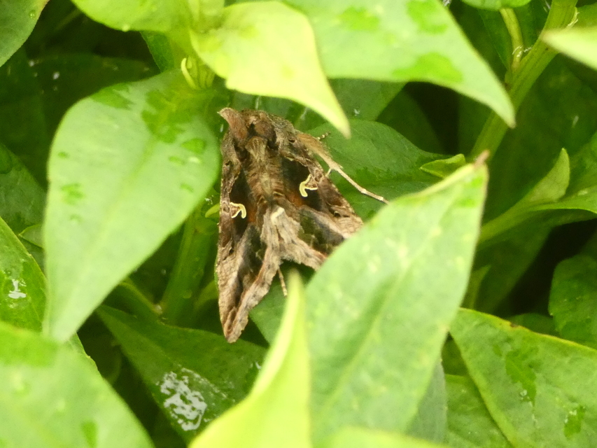 Autographa gamma - gammalepke
