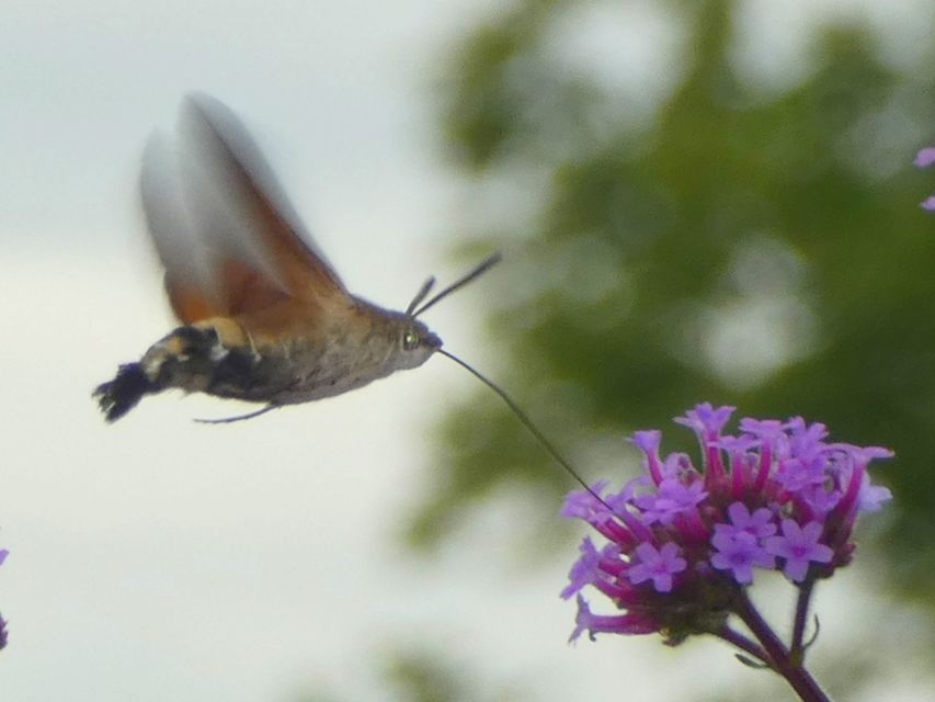 Macroglossum stellatarum - kacsafarkú szender