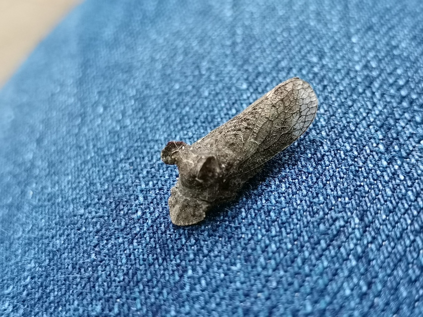 Ledra aurita - füleskabóca
