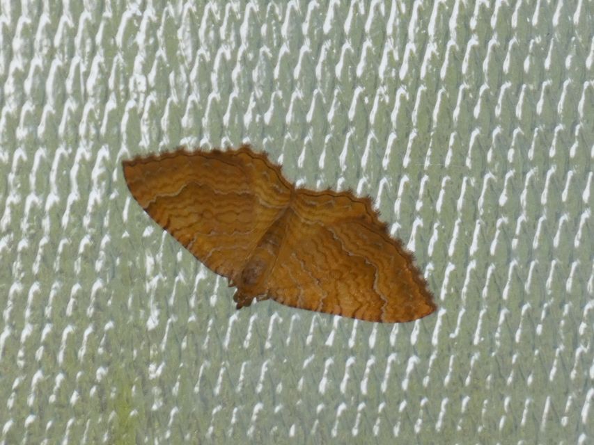 Camptogramma bilineata - kétvonalas sávosaraszoló
