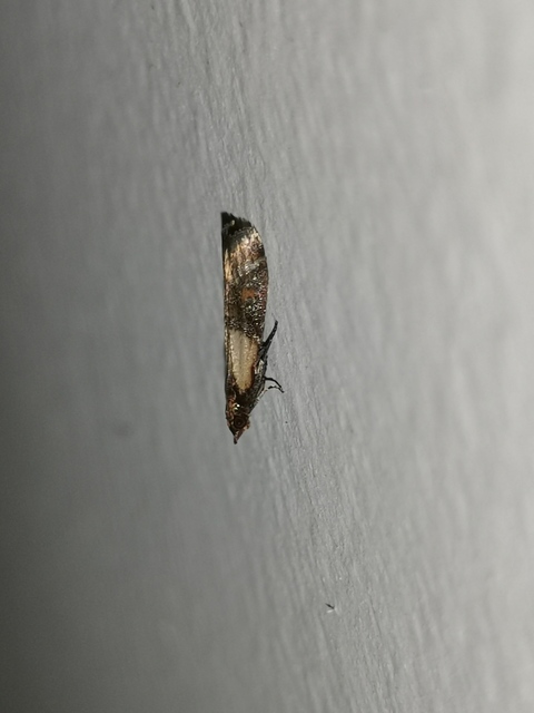 Plodia interpunctella - aszalványmoly
