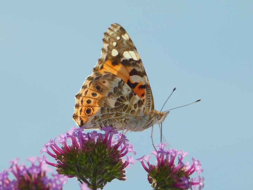 Vanessa cardui - bogáncslepke