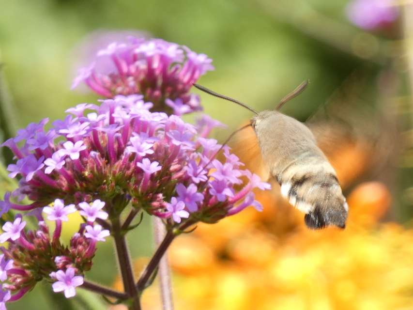 Macroglossum stellatarum - kacsafarkú szender