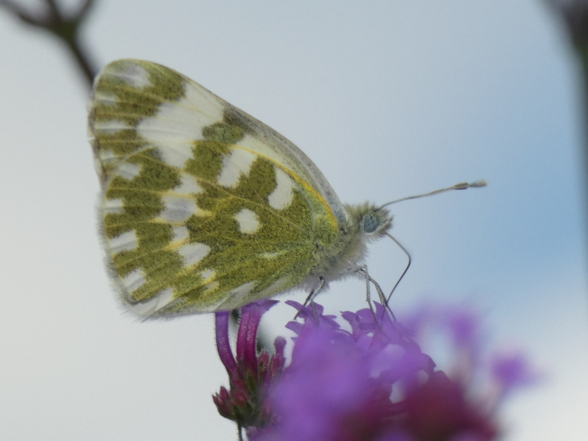 Pontia edusa - rezedalepke