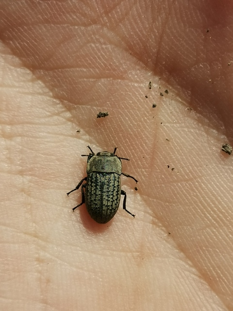 Opatrum sabulosum - sároshátú gyászbogár