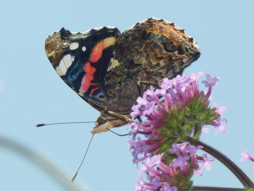 Vanessa atalanta - atalantalepke