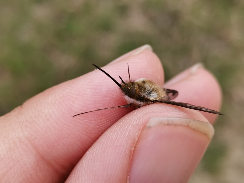 Bombylius major - szegélyes pöszörlégy