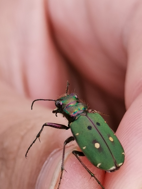 Cicindela campestris - mezei homokfutrinka