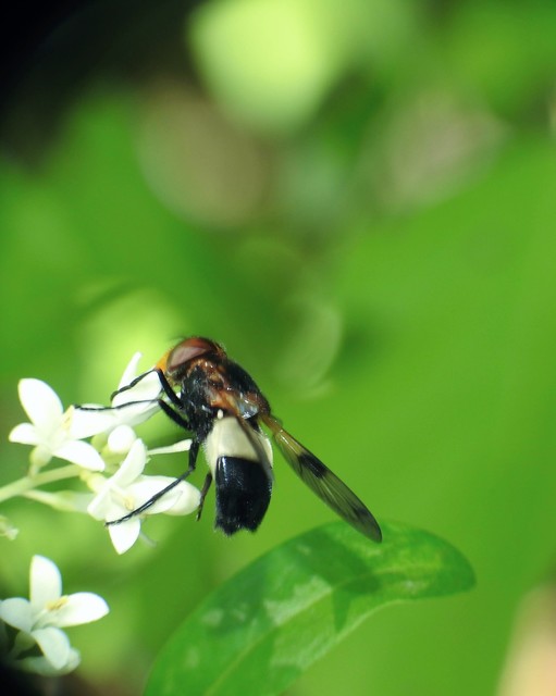 Volucella pellucens - üvegpotrohú pihelégy