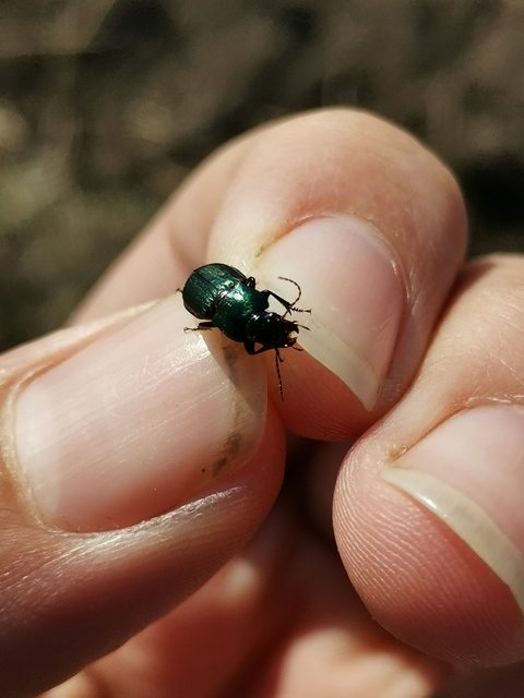 Harpalus distinguendus - mezei lomhafutó
