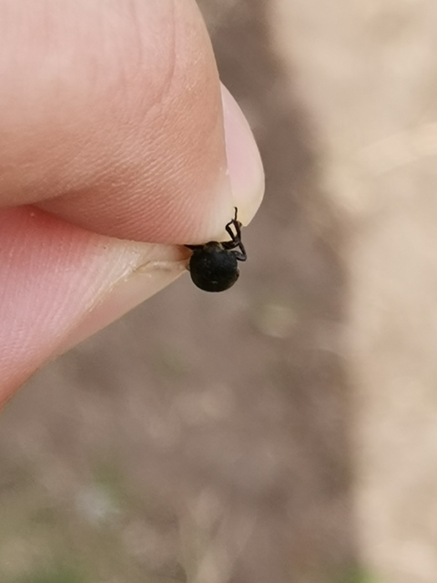 Dermestes laniarius - gyászos porva Dermestes laniarius - gyászos porva