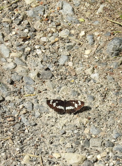 Neptis rivularis - nagy fehérsávoslepke