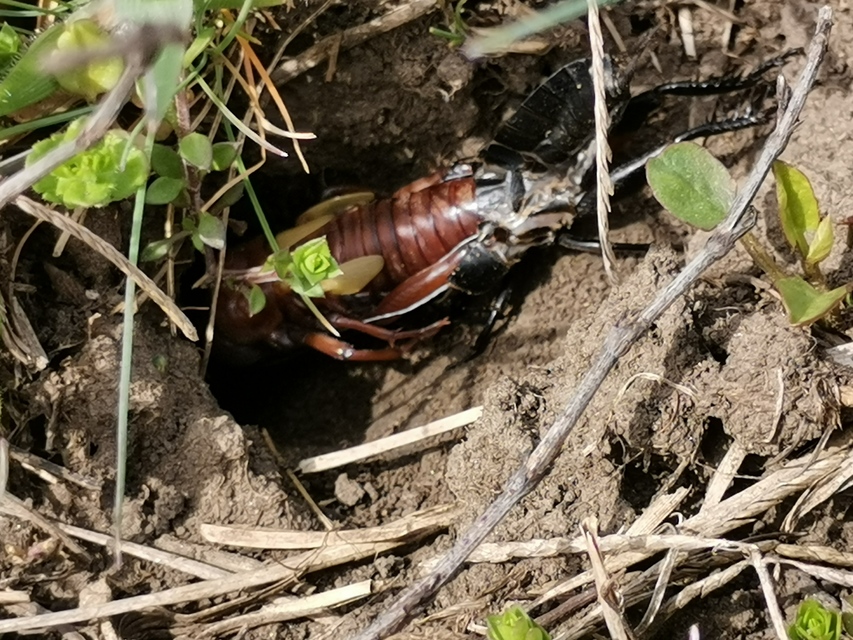 Gryllus campestris - mezei tücsök