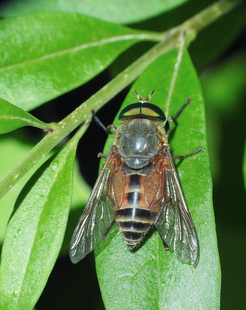 Diptera - Kétszárnyúak