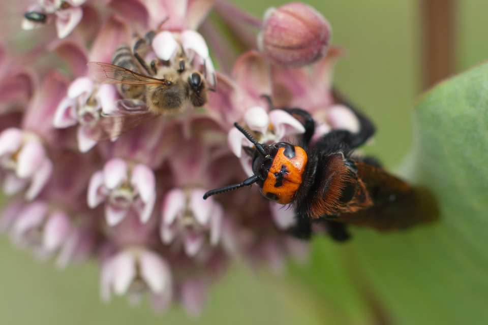 Megascolia maculata - óriás-tőrösdarázs