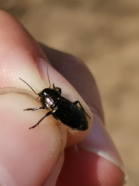 Harpalus distinguendus - mezei lomhafutó