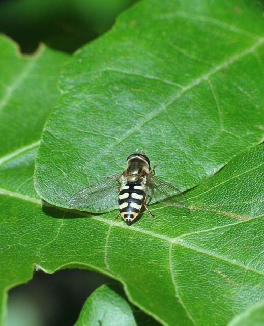 Diptera - Kétszárnyúak