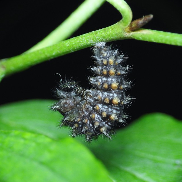 Melitaea