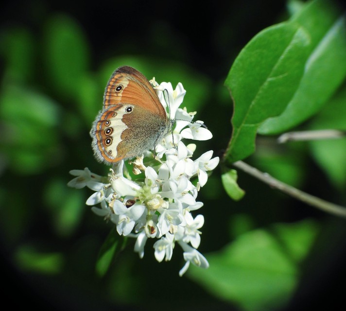 Coenonympha arcania - fehéröves szénalepke