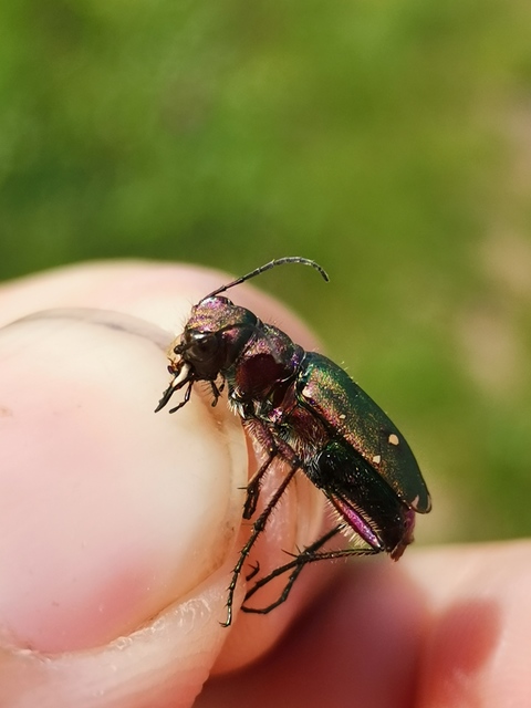 Cicindela campestris - mezei homokfutrinka