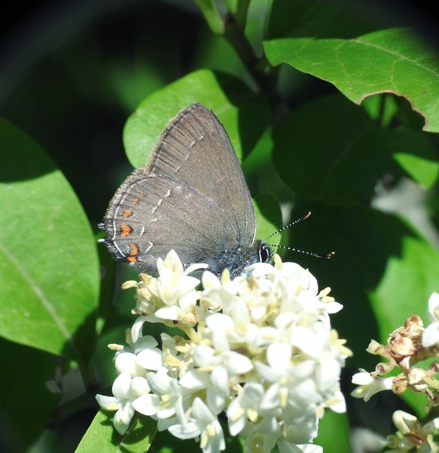 Satyrium ilicis - tölgyfa-csücsköslepke