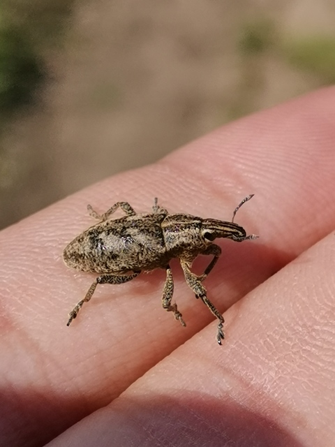 Cleonis pigra - közönséges bogáncsbarkó