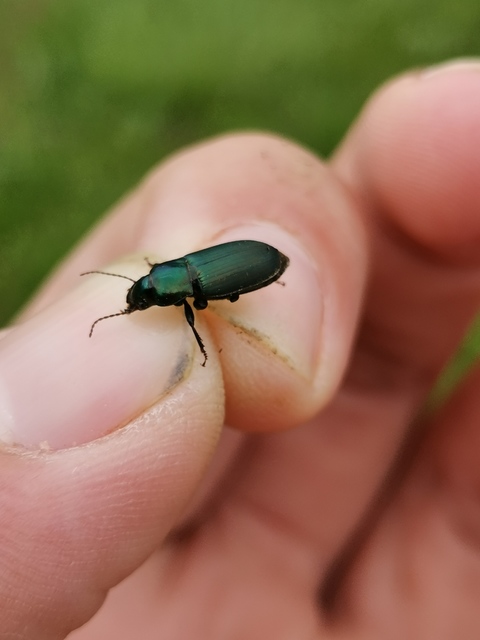 Harpalus distinguendus - mezei lomhafutó