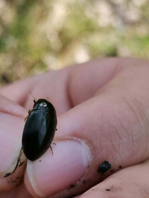 Hydrochara flavipes - sárgalábú csibor