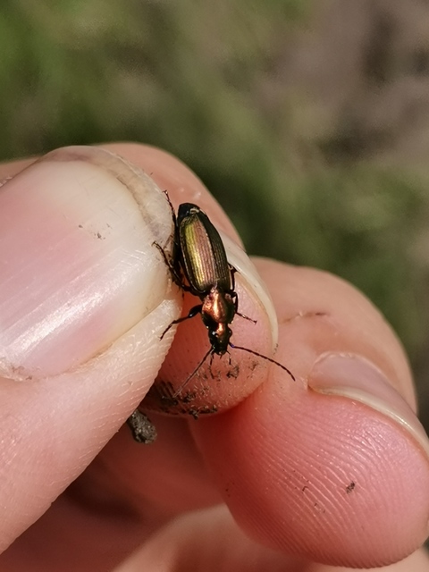 Agonum viridicupreum - rezeszöld kisfutó Agonum viridicupreum - rezeszöld kisfutó
