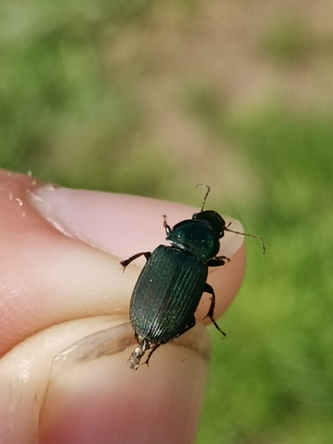 Harpalus distinguendus - mezei lomhafutó
