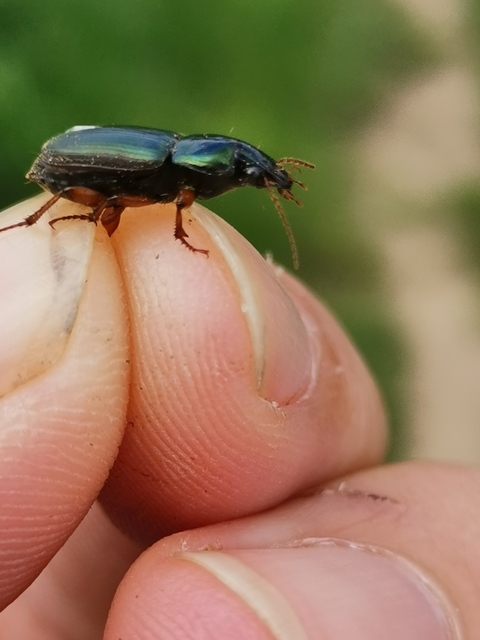 Harpalus affinis - szőrösszárnyú lomhafutó