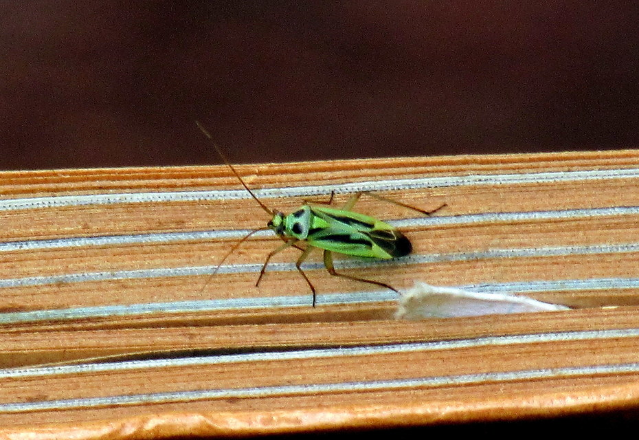Stenotus binotatus - kétfoltos mezeipoloska