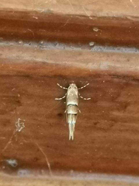 Cameraria ohridella - vadgesztenye-sátorosmoly