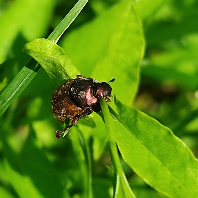 Onthophagus coenobita - rezes trágyatúró