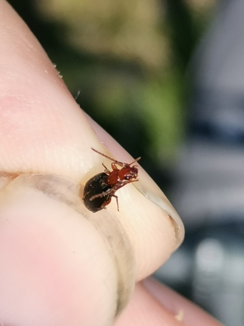 Brachinus explodens - kis pöfögőfutó