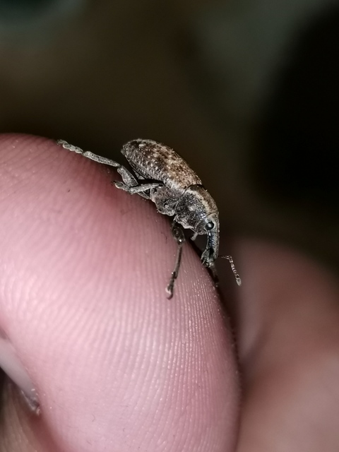 Lepyrus capucinus - pettyes fűzormányos
